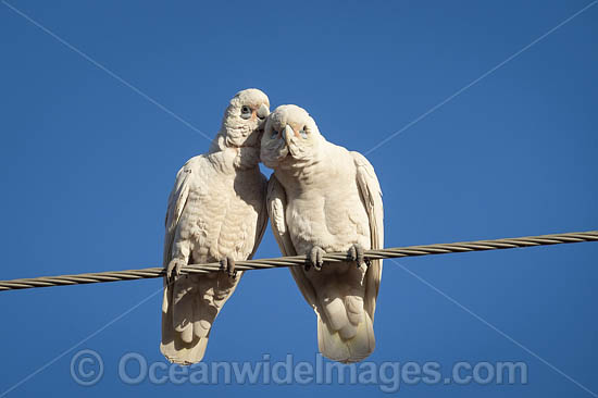 Short-billed Corellas photo Short-billed Corellas photo