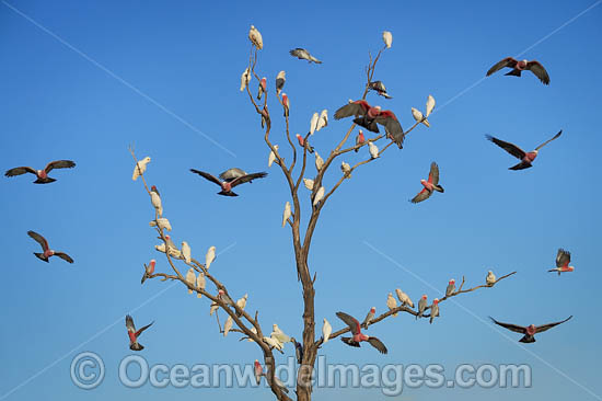 Short-billed Corellas photo Short-billed Corellas photo