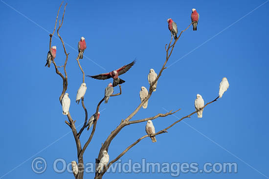 Short-billed Corellas photo Short-billed Corellas photo