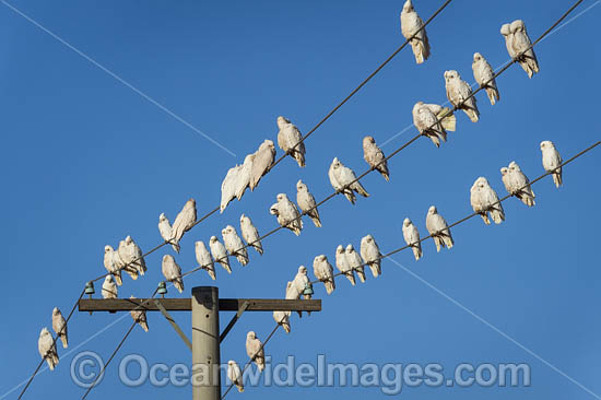 Short-billed Corellas photo Short-billed Corellas photo