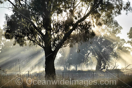 Sunrays through tree photo Sunrays through tree photo