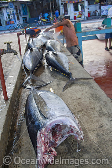 Yellowfin Tuna on display in a fish market in Puerto Ayora, on the island of Santa Cruz, Galapagos Islands, Ecuador. Photo - David Fleetham