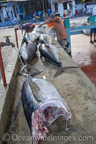 Yellowfin Tuna on display in a fish market in Puerto Ayora, on the island of Santa Cruz, Galapagos Islands, Ecuador. Photo - David Fleetham Yellowfin Tuna on display in a fish market in Puerto Ayora, on the island of Santa Cruz, Galapagos Islands, Ecuador. Photo - David Fleetham