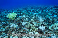 Bleached Coral Hawaii Photo - David Fleetham