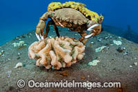 Sponge Crab Photo - David Fleetham