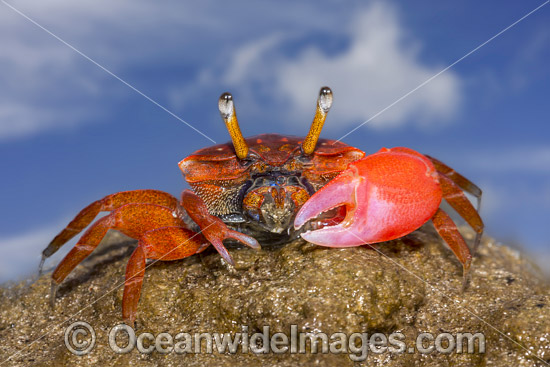 Fiddler Crab Micronesia photo