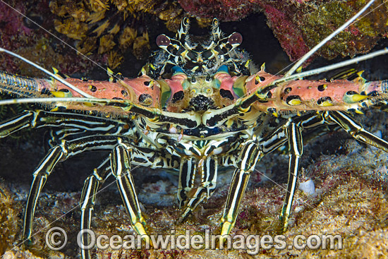 Painted Crayfish (Panulirus versicolor), or Painted Spiny Lobster. Found throughout the Indo-Pacific. Photo taken in Philippines. Photo - David Fleetham