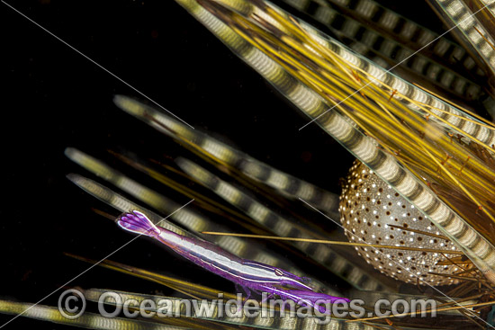 Urchin Shrimp photo