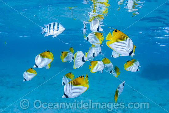 Threadfin Butterflyfish photo Threadfin Butterflyfish photo