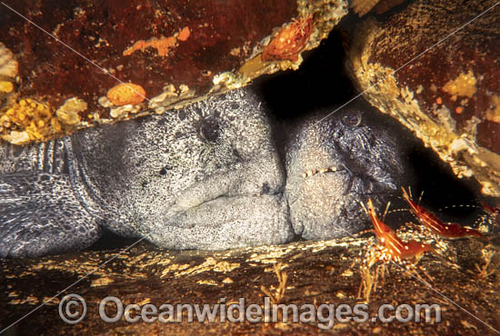 Wolf Eels photo Wolf Eels photo
