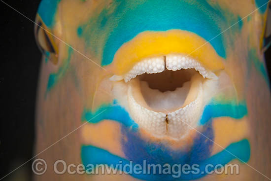 Three-color Parrotfish teeth photo