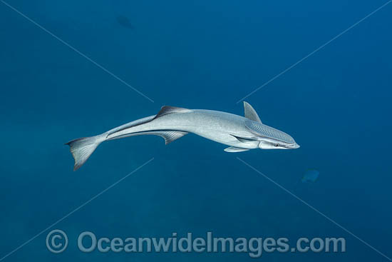 Remora photo