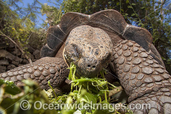 Giant Galapagos Land Tortoise (Geochelone elephantopus),  feeding on foliage on Santa Cruz Island, Galapagos Archipelago, Ecuador, South America. Photo - David Fleetham