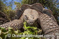 Galapagos Giant Tortoise Photo - David Fleetham