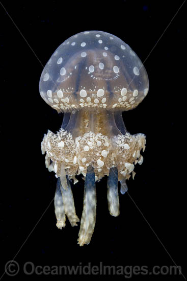 Stinging Jellyfish photo
