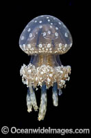 Stinging Jellyfish Photo - David Fleetham