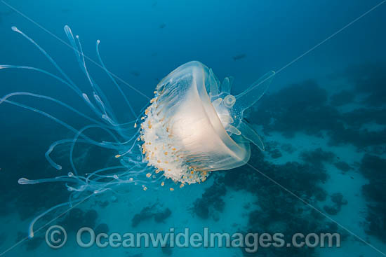 Crowned Jellyfish photo Crowned Jellyfish photo