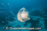 Crowned Jellyfish Photo - David Fleetham