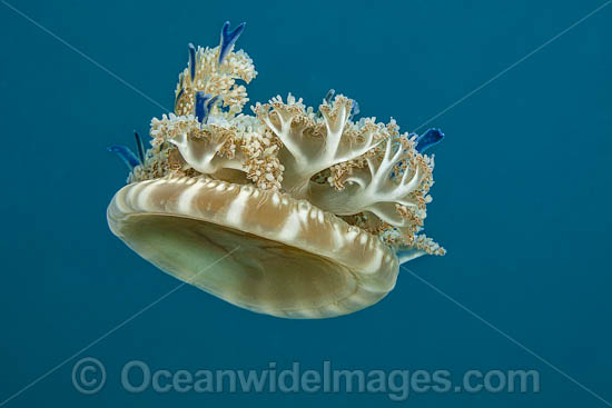 Upside Down Jellyfish photo