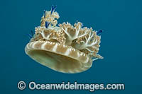 Upside Down Jellyfish Photo - David Fleetham