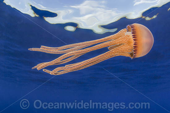 Pelagic Jellyfish photo