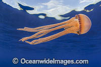 Pelagic Jellyfish Photo - David Fleetham