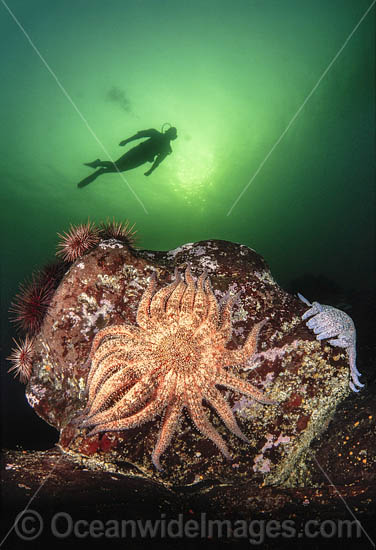 Sunflower Seastar and Diver photo