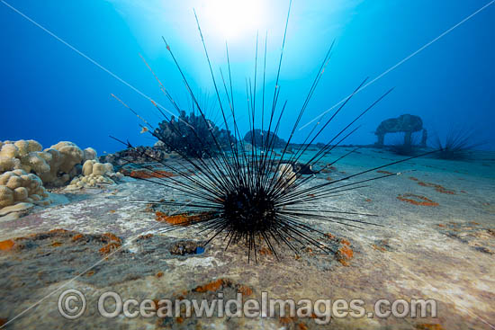 Long-spined Sea Urchin photo