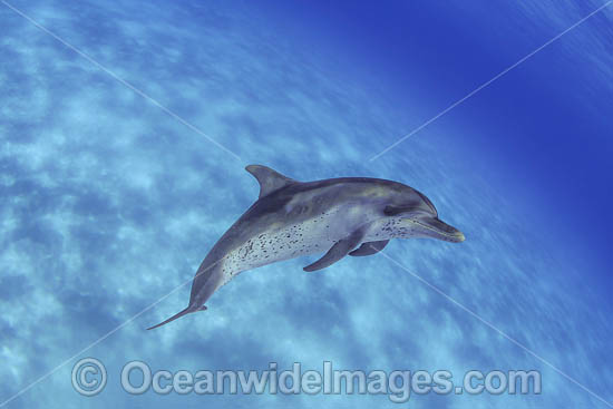 Atlantic Spotted Dolphin photo