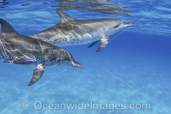 Atlantic Spotted Dolphin photo