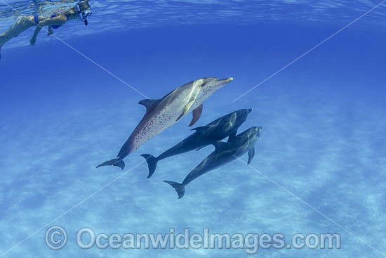 Atlantic Spotted Dolphin photo