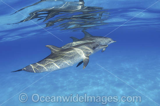Atlantic Spotted Dolphin photo Atlantic Spotted Dolphin photo