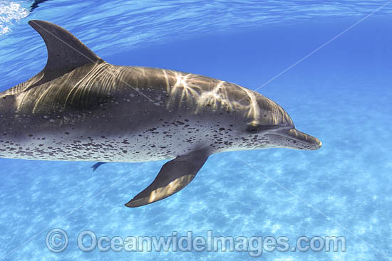 Atlantic Spotted Dolphin photo