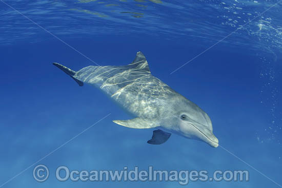 Atlantic Spotted Dolphin photo Atlantic Spotted Dolphin photo