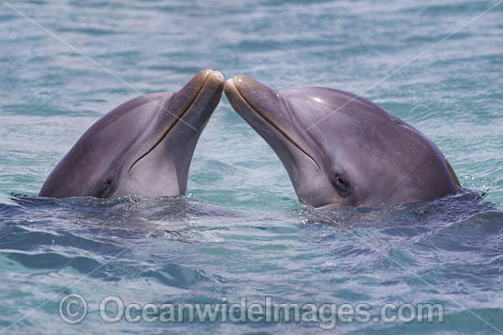 Atlantic Bottlenose Dolphin photo