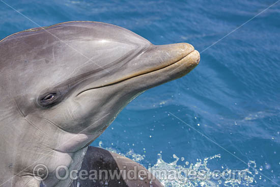 Atlantic Bottlenose Dolphin photo