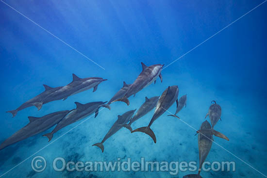 Spinner Dolphins photo Spinner Dolphins photo