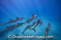 Spinner Dolphins Photo - David Fleetham