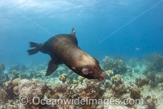 South American Sea Lion photo