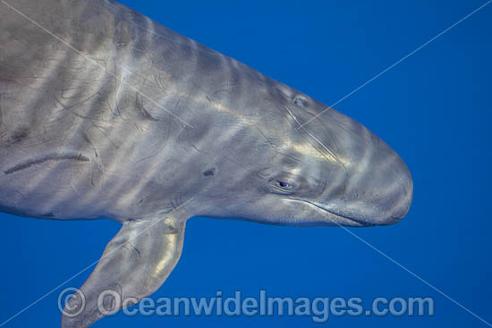 False Killer Whale photo