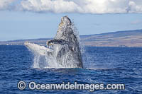 Humpback Whale Breaching Photo - David Fleetham