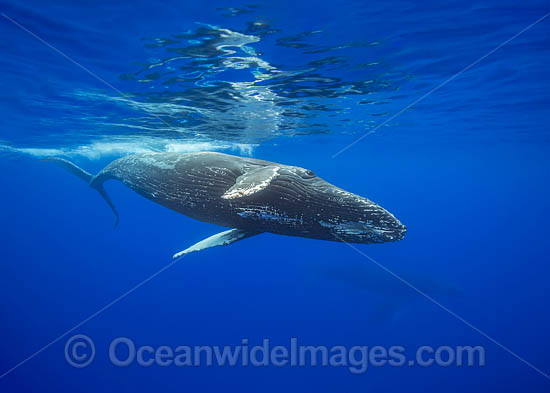 Humpback Whale underwater photo