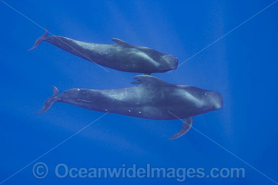 Short-finned Pilot Whales photo