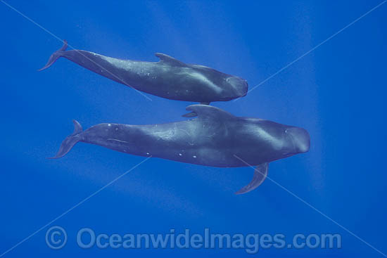 Short-finned Pilot Whale (Globicephala macrorhynchus) pod underwater. Found throughout the Indo-Pacific. Photo taken off Hawaii, USA. Photo - David Fleetham Short-finned Pilot Whale (Globicephala macrorhynchus) pod underwater. Found throughout the Indo-Pacific. Photo taken off Hawaii, USA. Photo - David Fleetham