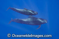 Short-finned Pilot Whales Photo - David Fleetham