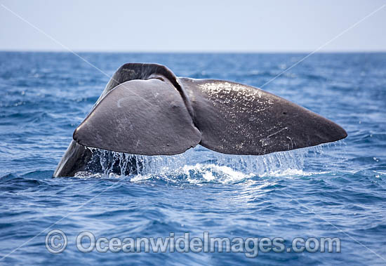 Sperm Whale photo