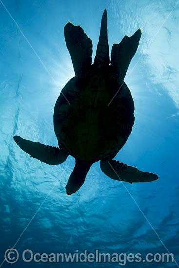 Green Turtle photo