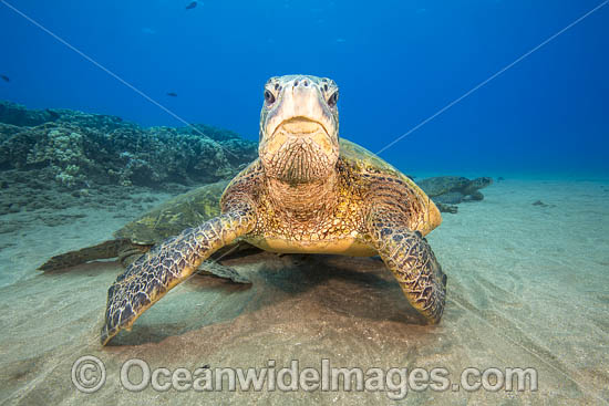 Green Turtle photo