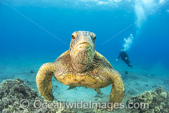 Green Turtle photo Green Turtle photo