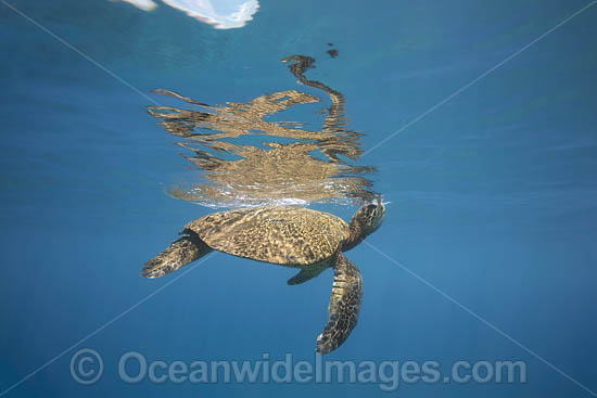 Green Turtle photo